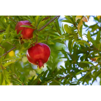 Pomegranate Plants 